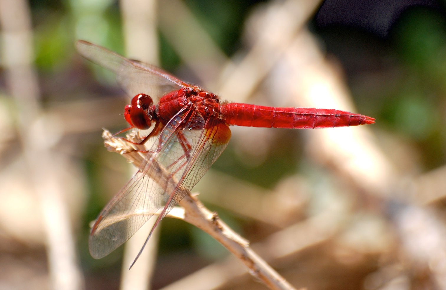 Parliamo di: Scheda Crocothemis erythraea